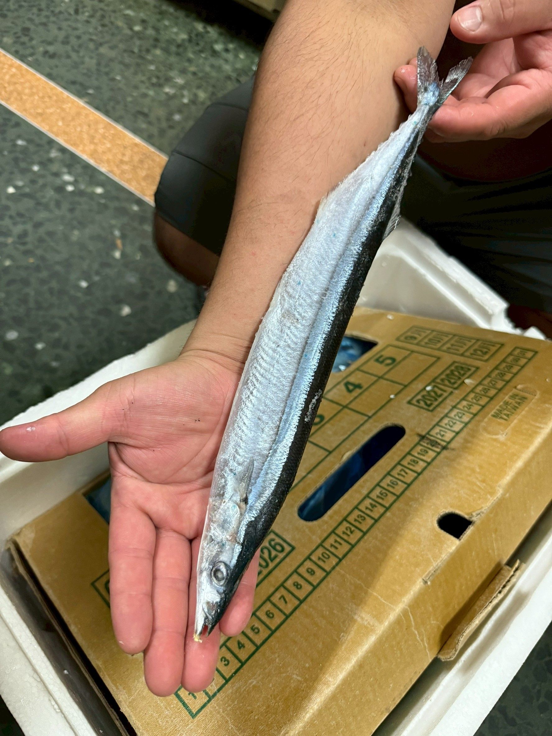 秋天的王者魚-特大秋刀魚