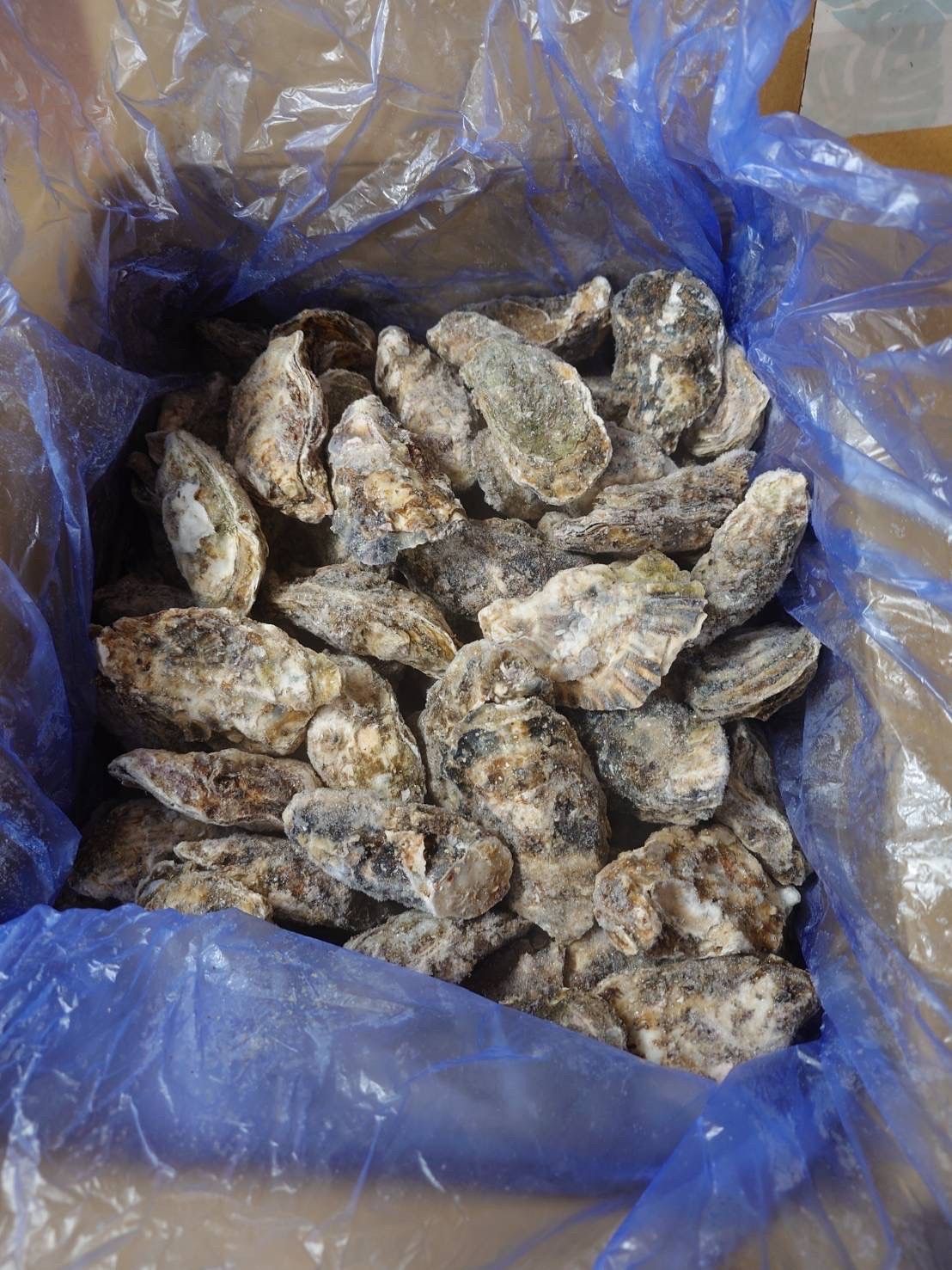 ​日本宮城縣超級巨大(生食級)生蠔