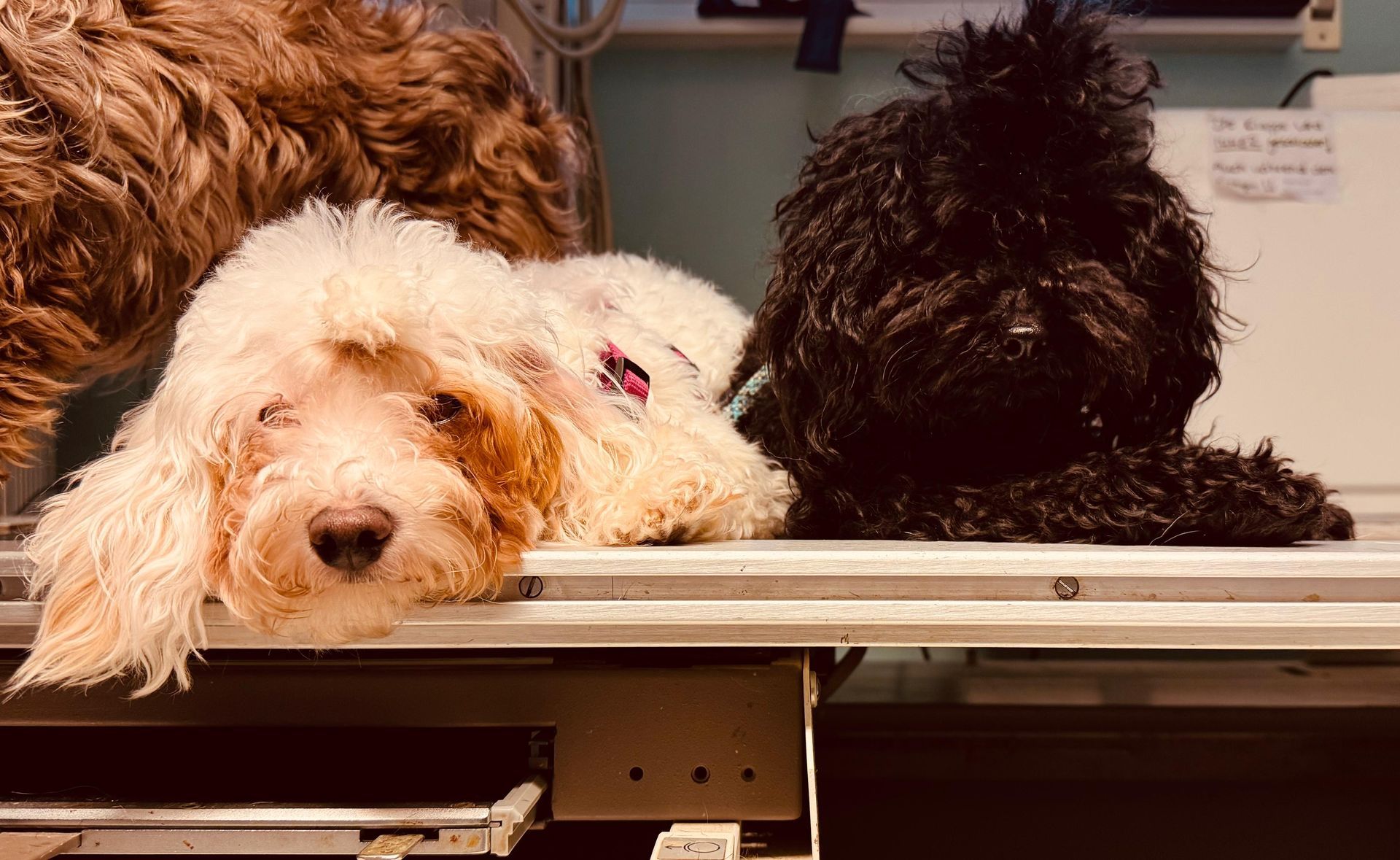 Mallow & Toffee beim Tierarzt