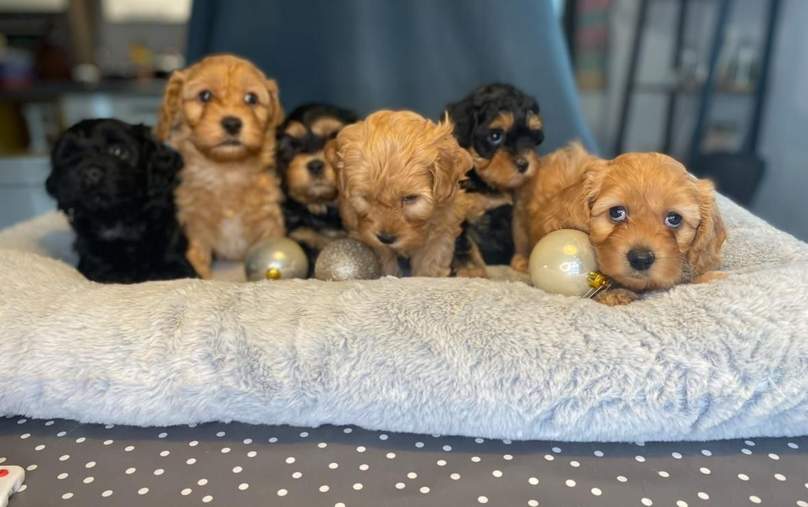 Havapoo Welpen Rasselbande