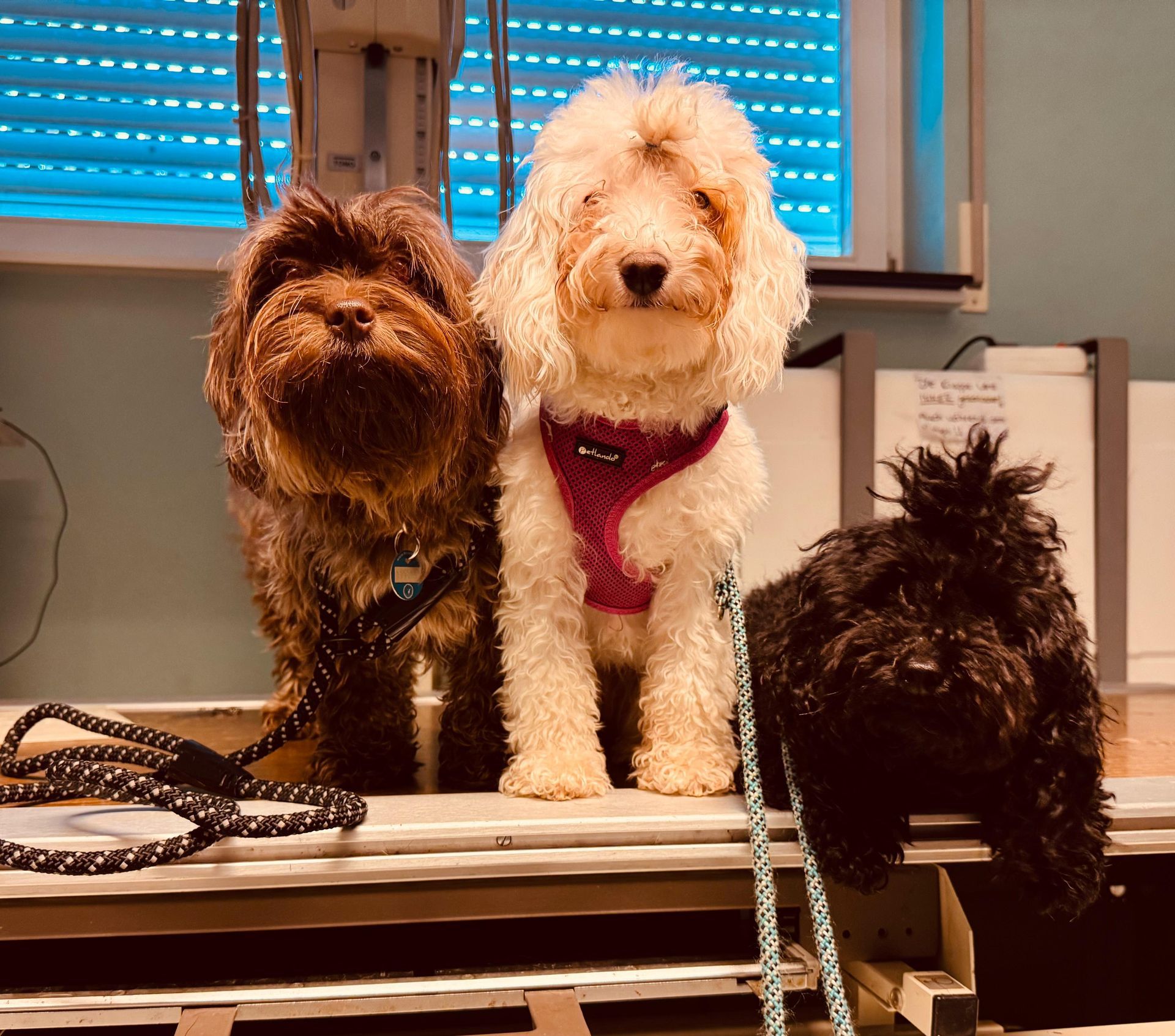 Mallow mit Toffee und Freundin 