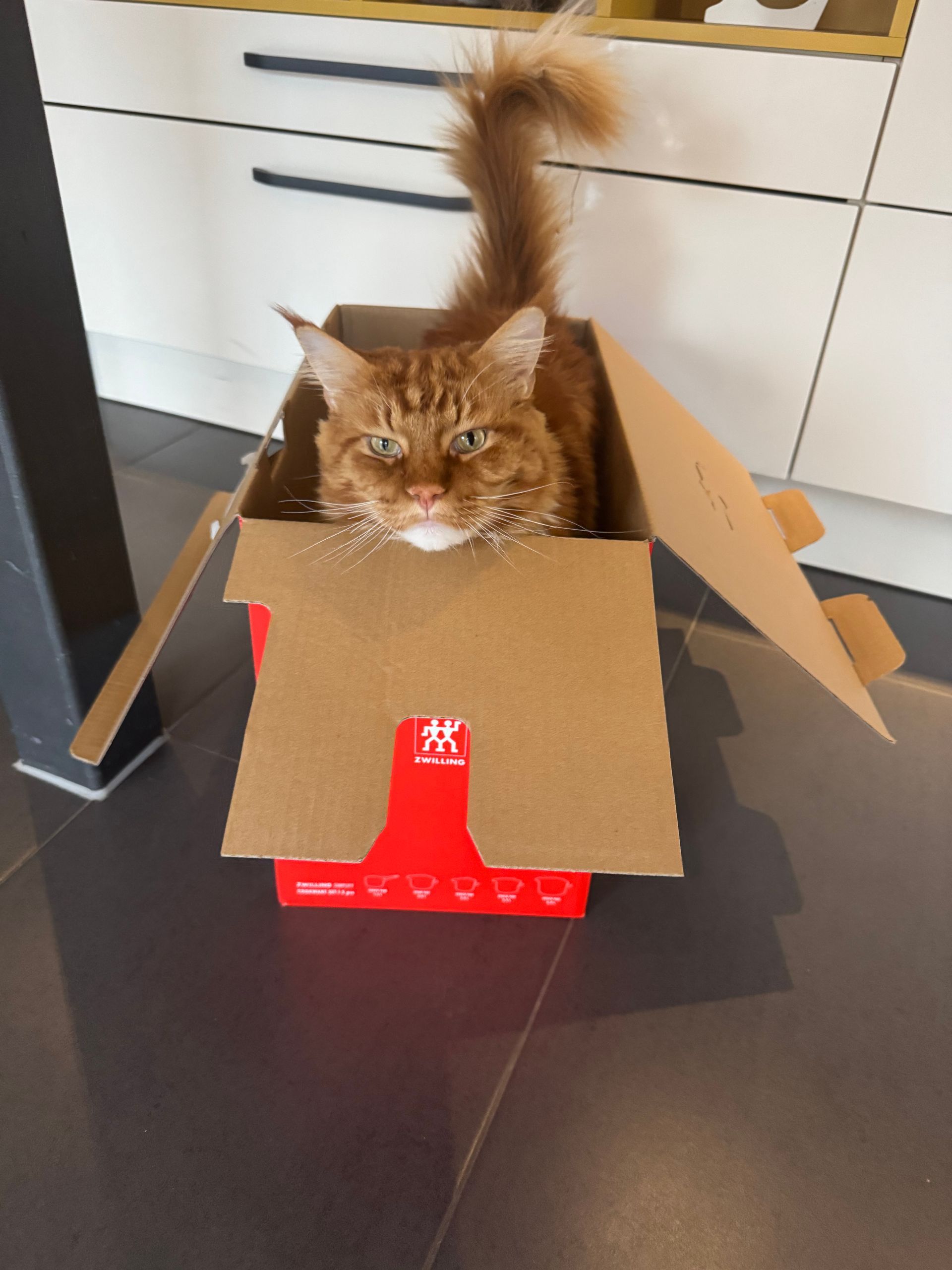 Kater Knut im Karton