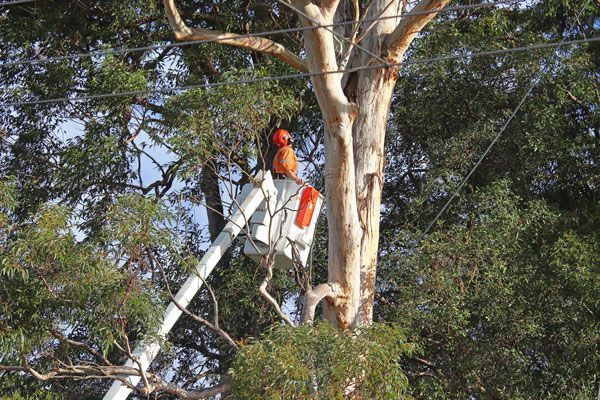 A man in a bucket is cutting a tree.
