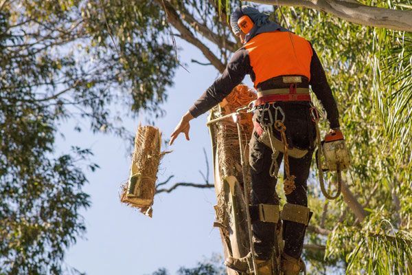A man is cutting down a tree with a chainsaw.