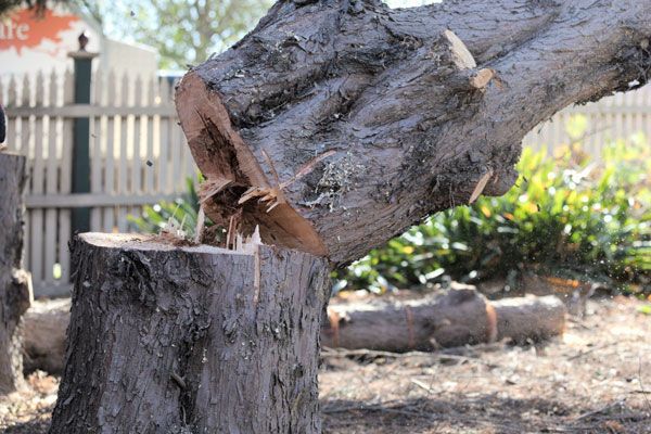 A tree stump with a piece of wood sticking out of it.