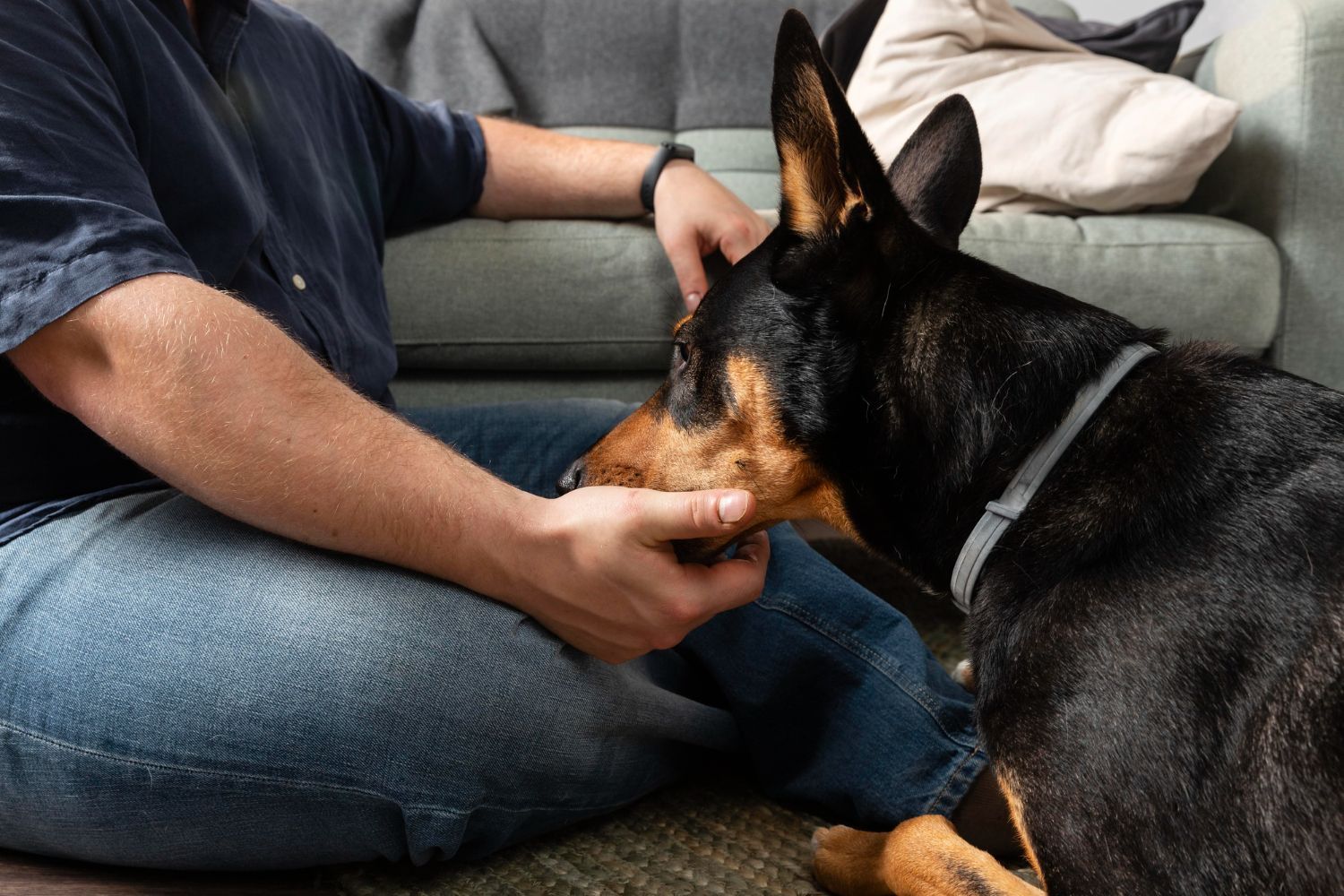 Person in blue shirt and jeans petting a black and tan dog on the floor.