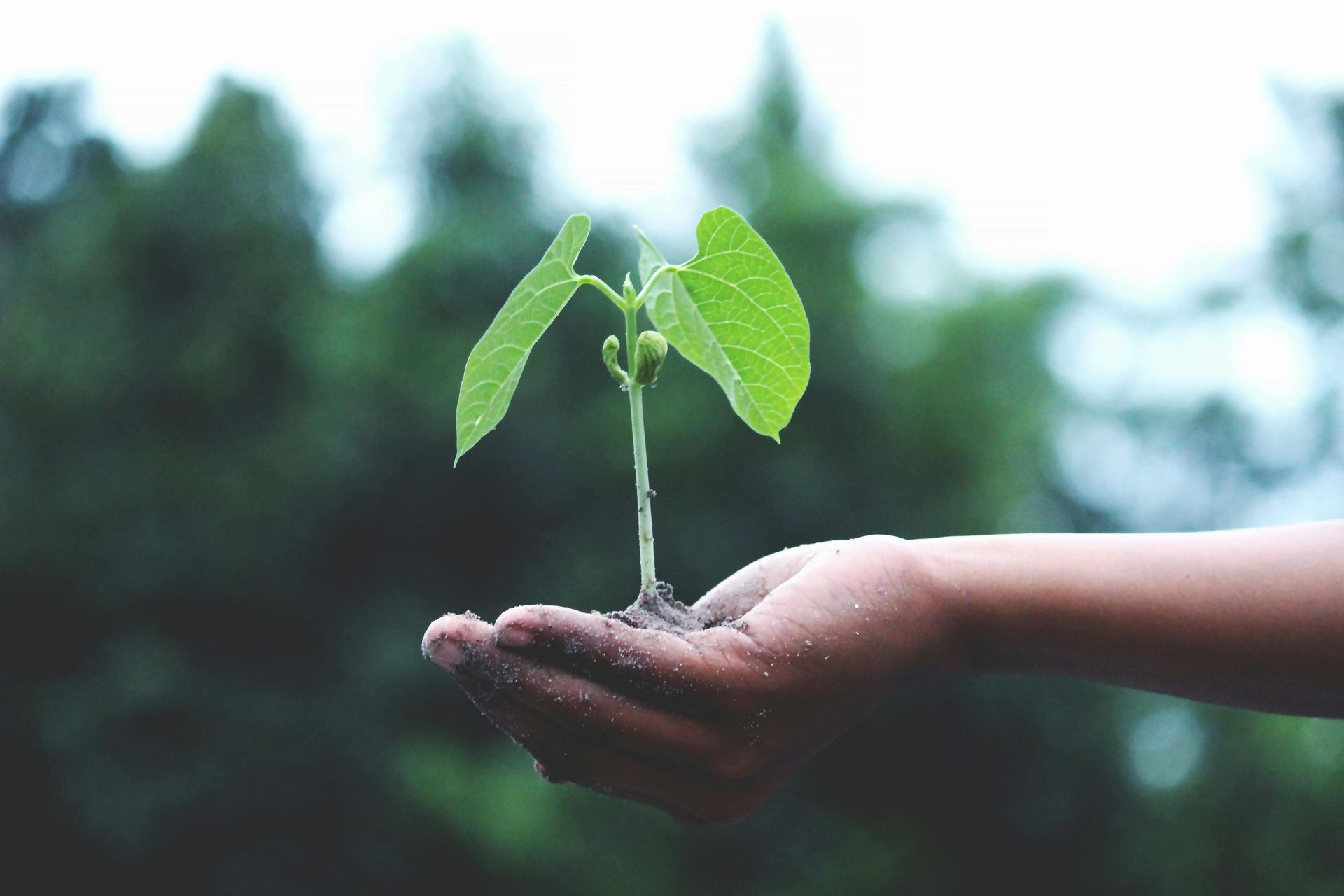 Hand holding uprooted seedling sprout