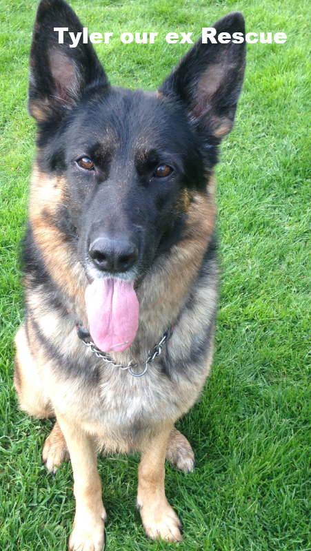 Tyler our 5yr old ex Rescue German Sheppard