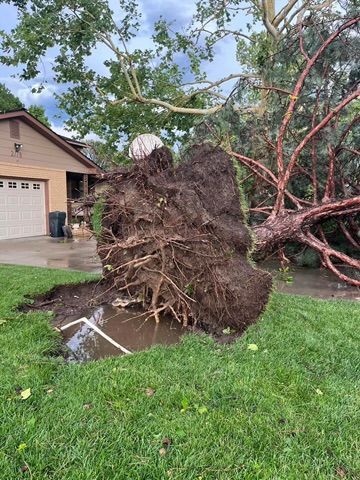 Large tree in Great Bend pulled form its roots