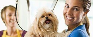 Lady Grooming A Dog — in Riverside, CA — Cutie Paws Grooming