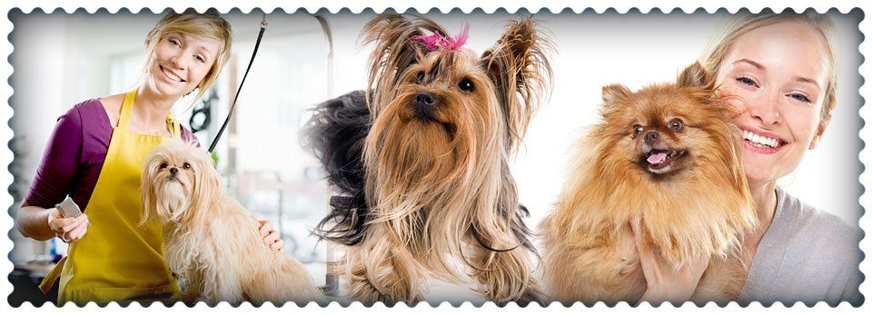 Collage Portraits Of Dogs — in Riverside, CA — Cutie Paws Grooming