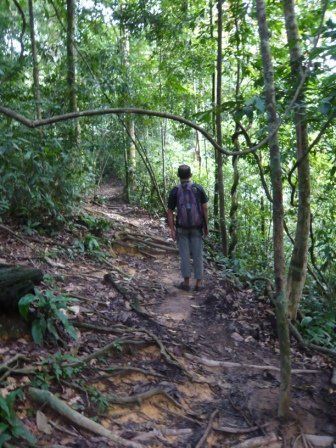 sumatra bohorok trekking orang utan
