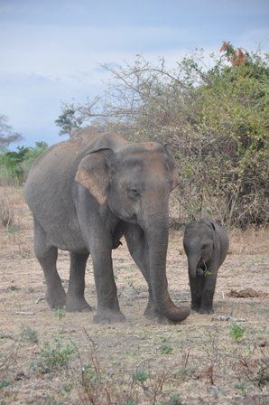 Sri Lanka, Udawalawe, Elefanten