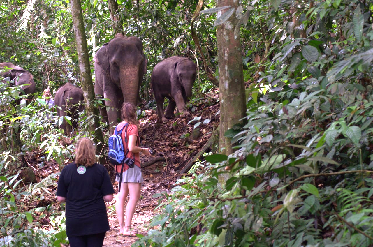 Sumatra Reise Tangkahan Elefant