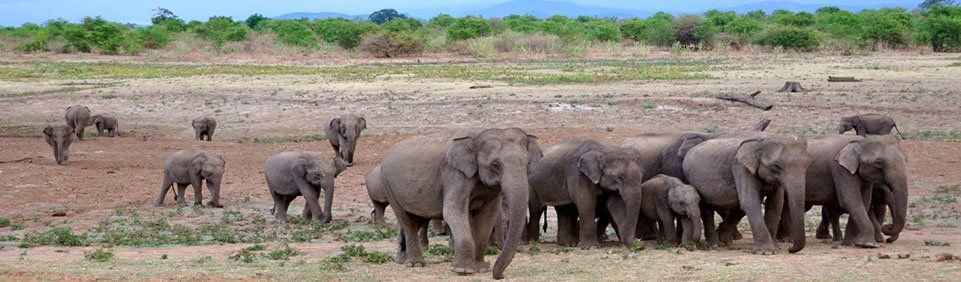 Sri Lanka Udawalawe Nationalpark Elefanten