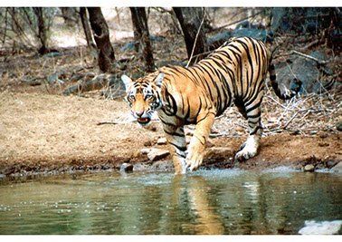 Indien Reise Ranthambore Tiger
