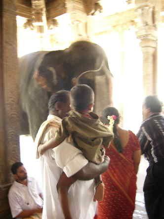 Südindien Tempel Elefant