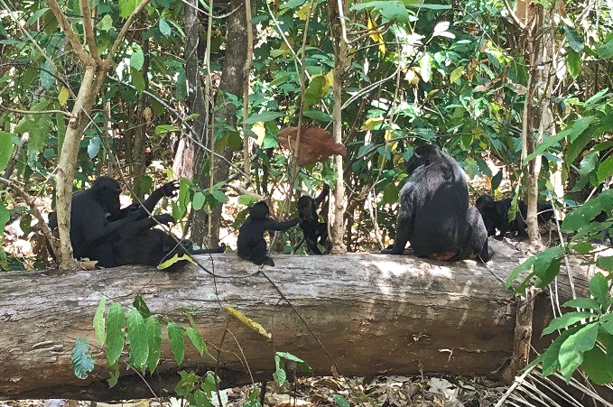 sulawesi, tangkoko, schwarzer makake