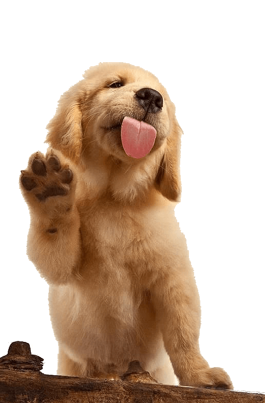 Golden retriever puppy with paw and tongue pressed against glass.