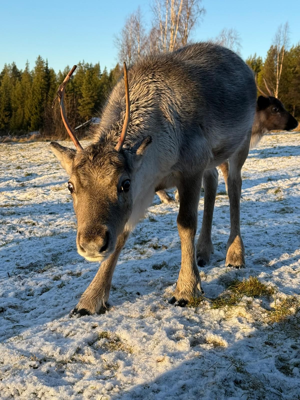 Reindeer in Sweden