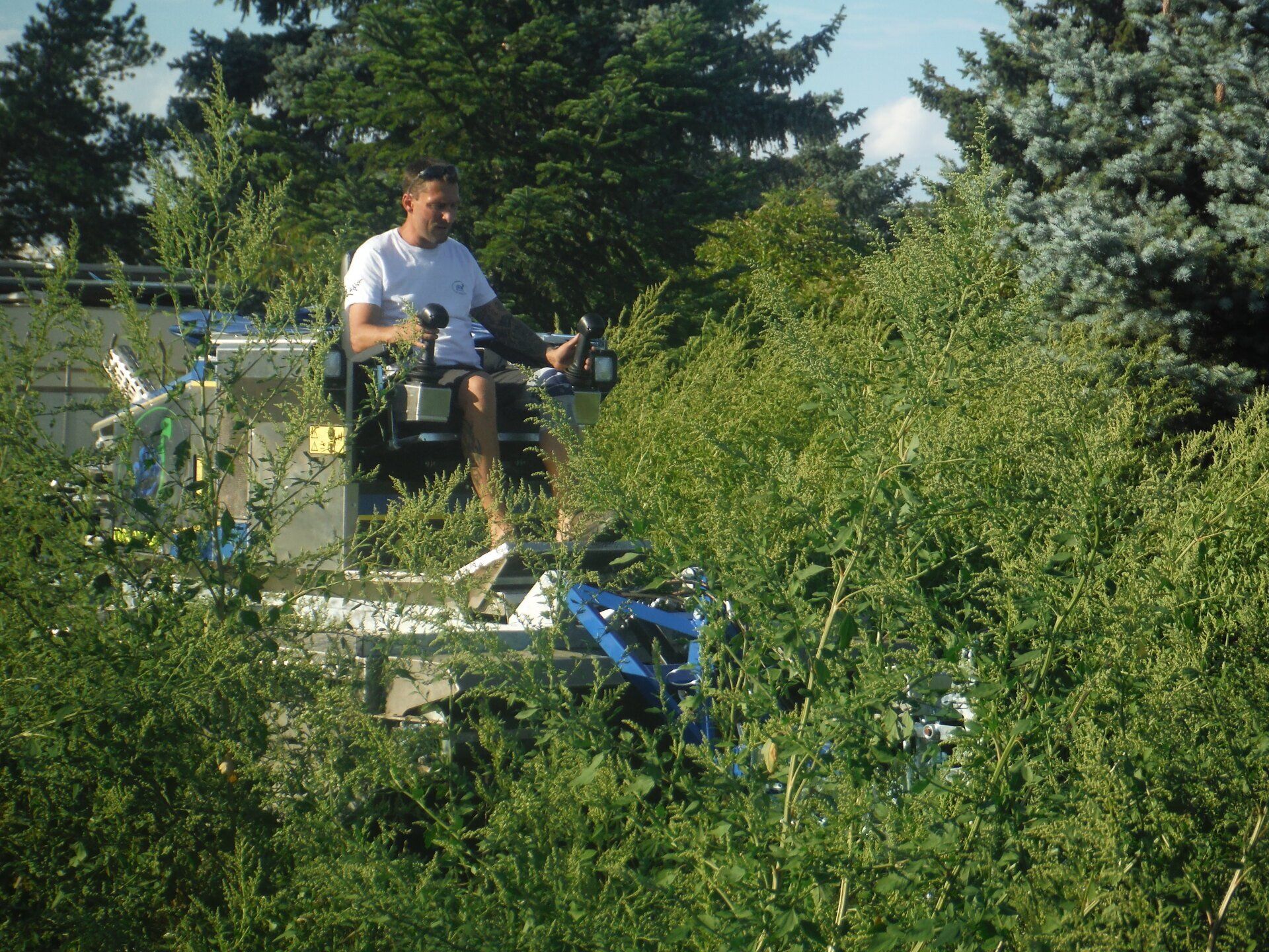 PRW Gewässerpflege in Laxenburg - Schneiden