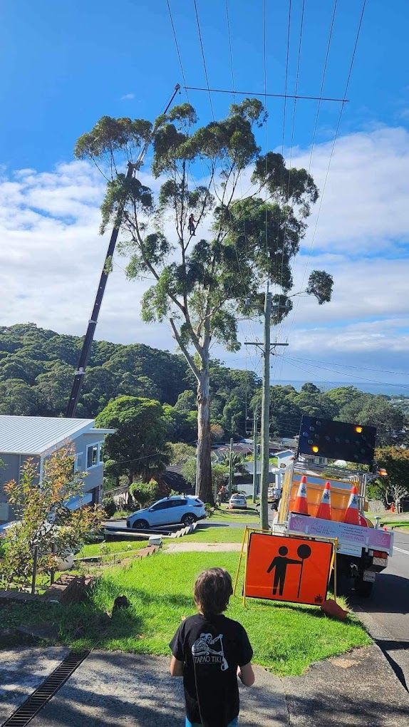 A little boy is standing on a sidewalk in front of a tree — Dingo's Tree Services In North Wollongong, NSW