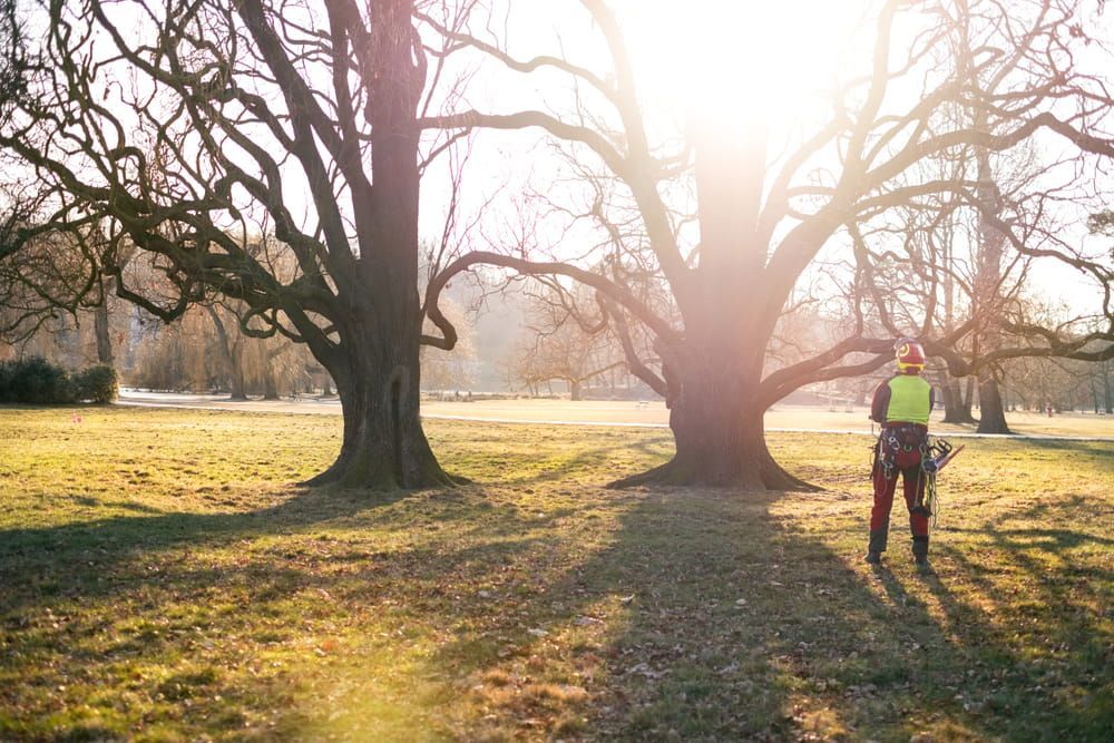 A Man is Standing Next to a Tree in a Park — Dingo's Tree Services In Shellharbour, NSW
