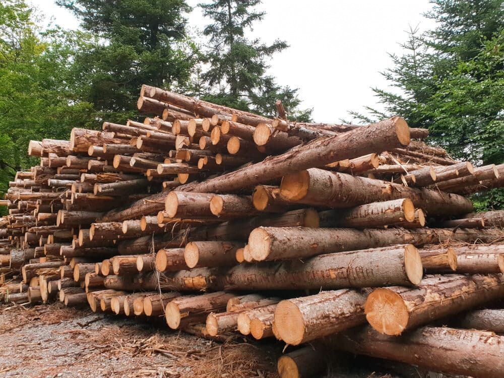A Pile of Logs in the Middle of a Forest — Dingo's Tree Services In Shellharbour, NSW