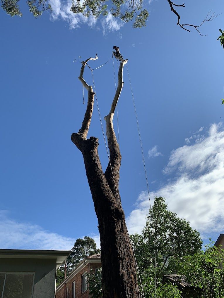 A tree with a blue sky in the background is being cut down — Dingo's Tree Services In North Wollongong, NSW