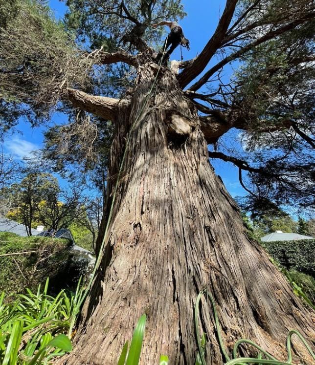 A Large Tree With a Hole in the Middle of It — Dingo's Tree Services In North Wollongong, NSW