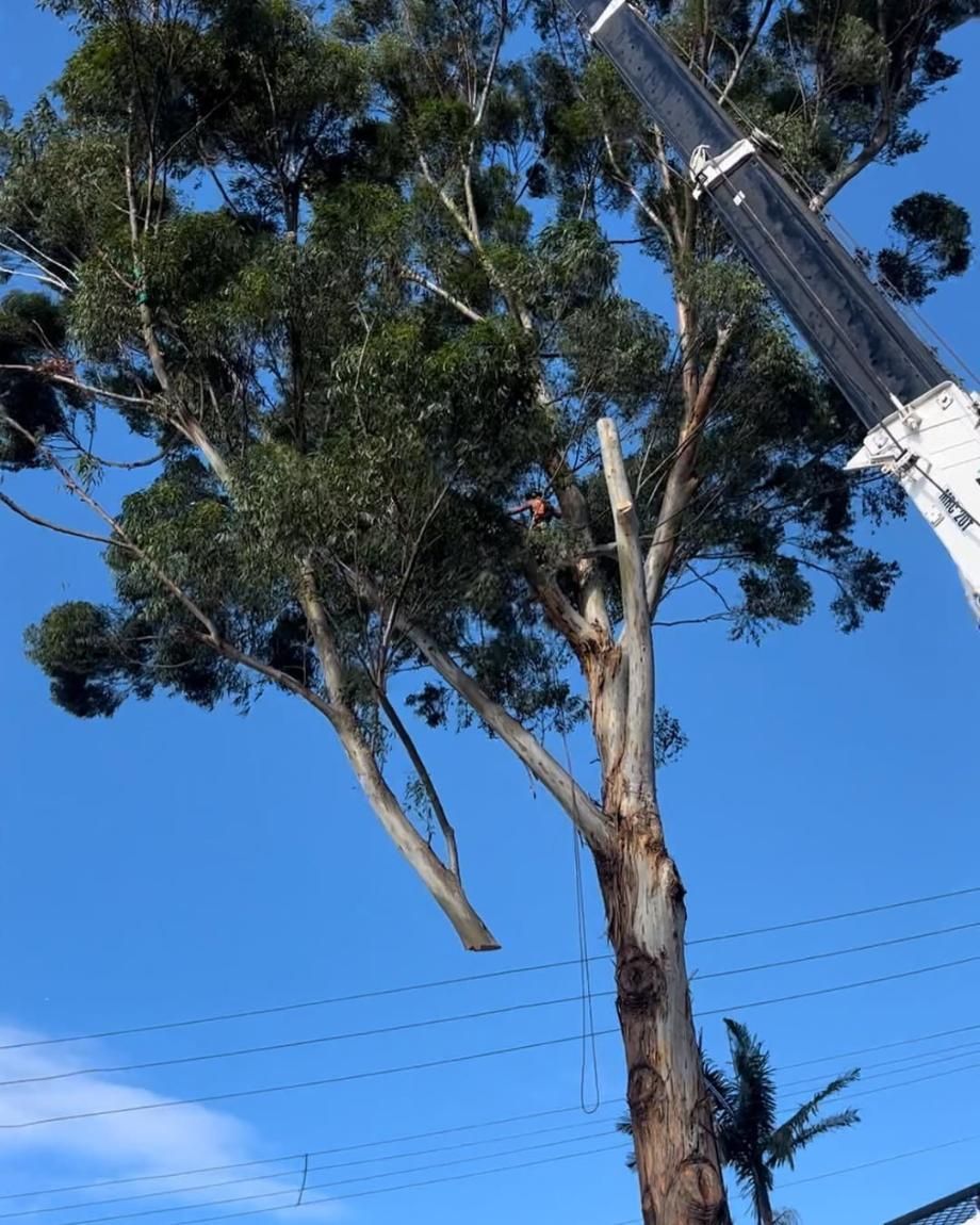 A Crane is Cutting Down a Tree With a Blue Sky in the Background — Dingo's Tree Services In North Wollongong, NSW