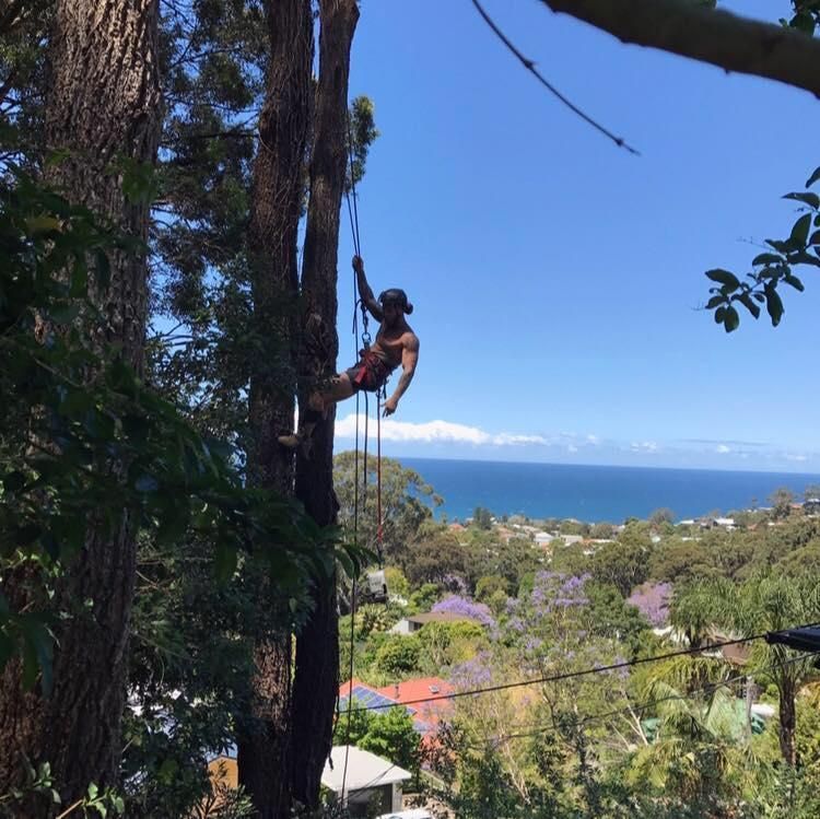 A Man is Climbing a Tree With the Ocean in the Background — Dingo's Tree Services In North Wollongong, NSW