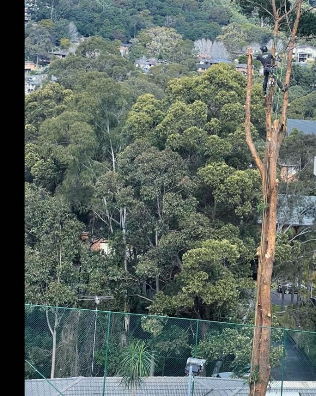 A Person is Cutting a Tree Branch With a Pair of Scissors — Dingo's Tree Services In Dapto, NSW
