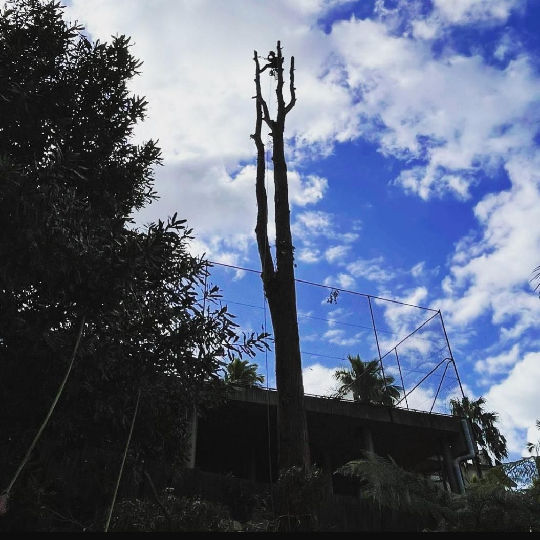 A Tree Silhouetted Against a Blue Sky With Clouds — Dingo's Tree Services In Dapto, NSW