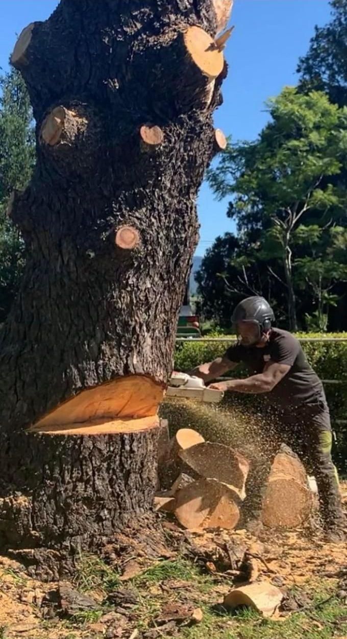 A Man is Cutting a Tree With a Chainsaw — Dingo's Tree Services In Woonona, NSW