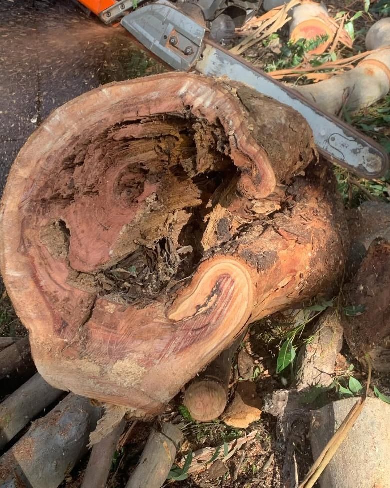 A Large Piece of Wood is Sitting on Top of a Pile of Logs Next to a Chainsaw — Dingo's Tree Services In Woonona, NSW