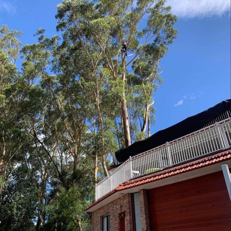 A Man is Climbing a Tree on the Roof of a House — Dingo's Tree Services In Woonona, NSW