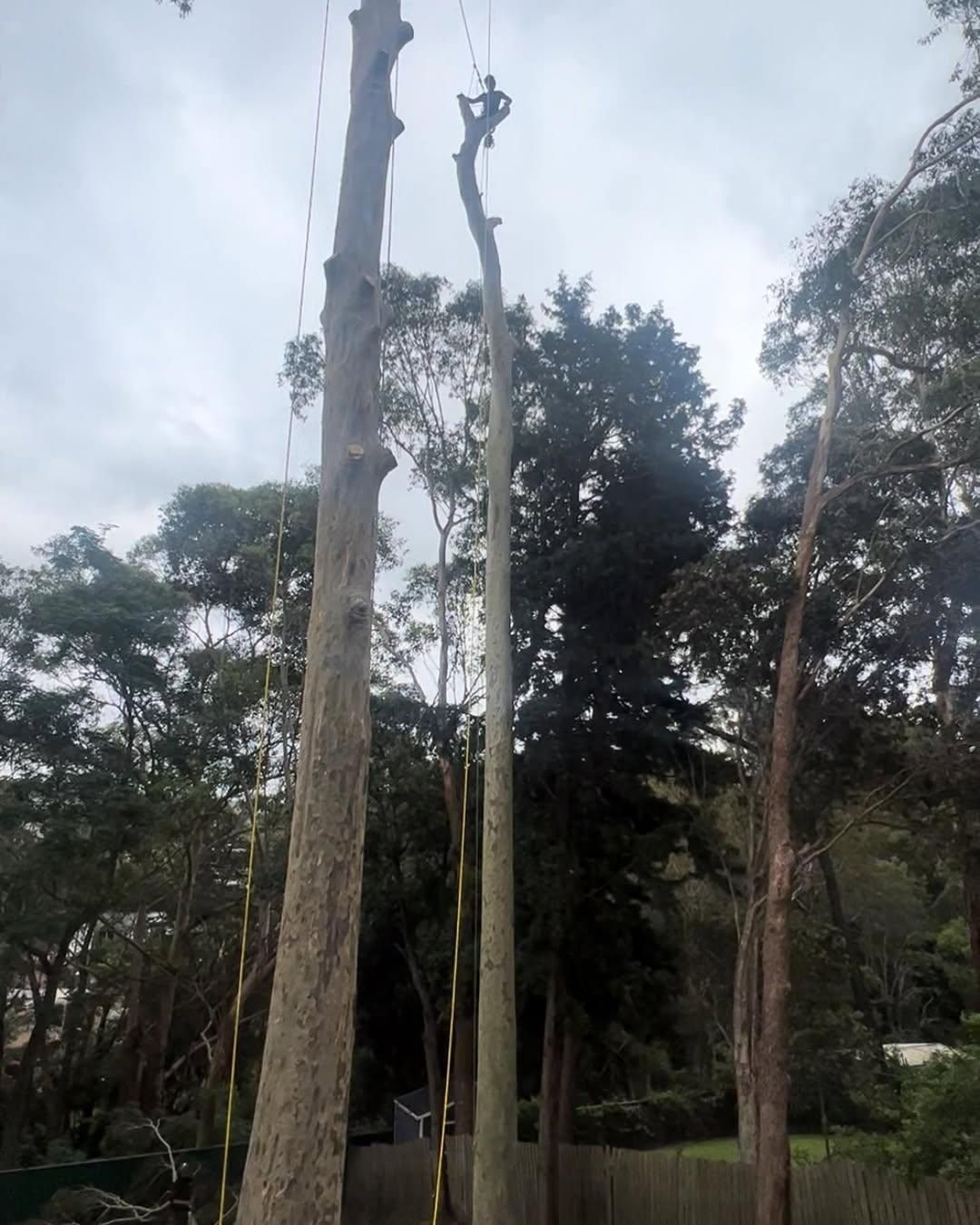 A Man is Climbing a Tree in a Forest — Dingo's Tree Services In North Wollongong, NSW