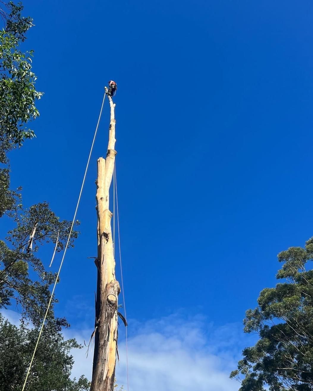 A Person is Climbing a Tree With a Blue Sky in the Background — Dingo's Tree Services In North Wollongong, NSW