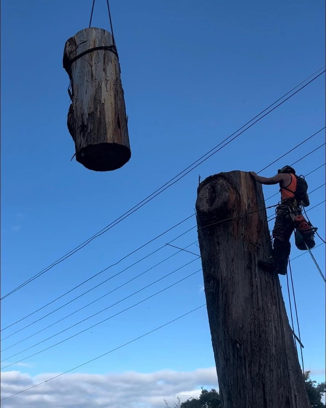 A Man is Climbing a Tree Stump While a Large Log is Being Lifted by a Crane — Dingo's Tree Services In North Wollongong, NSW