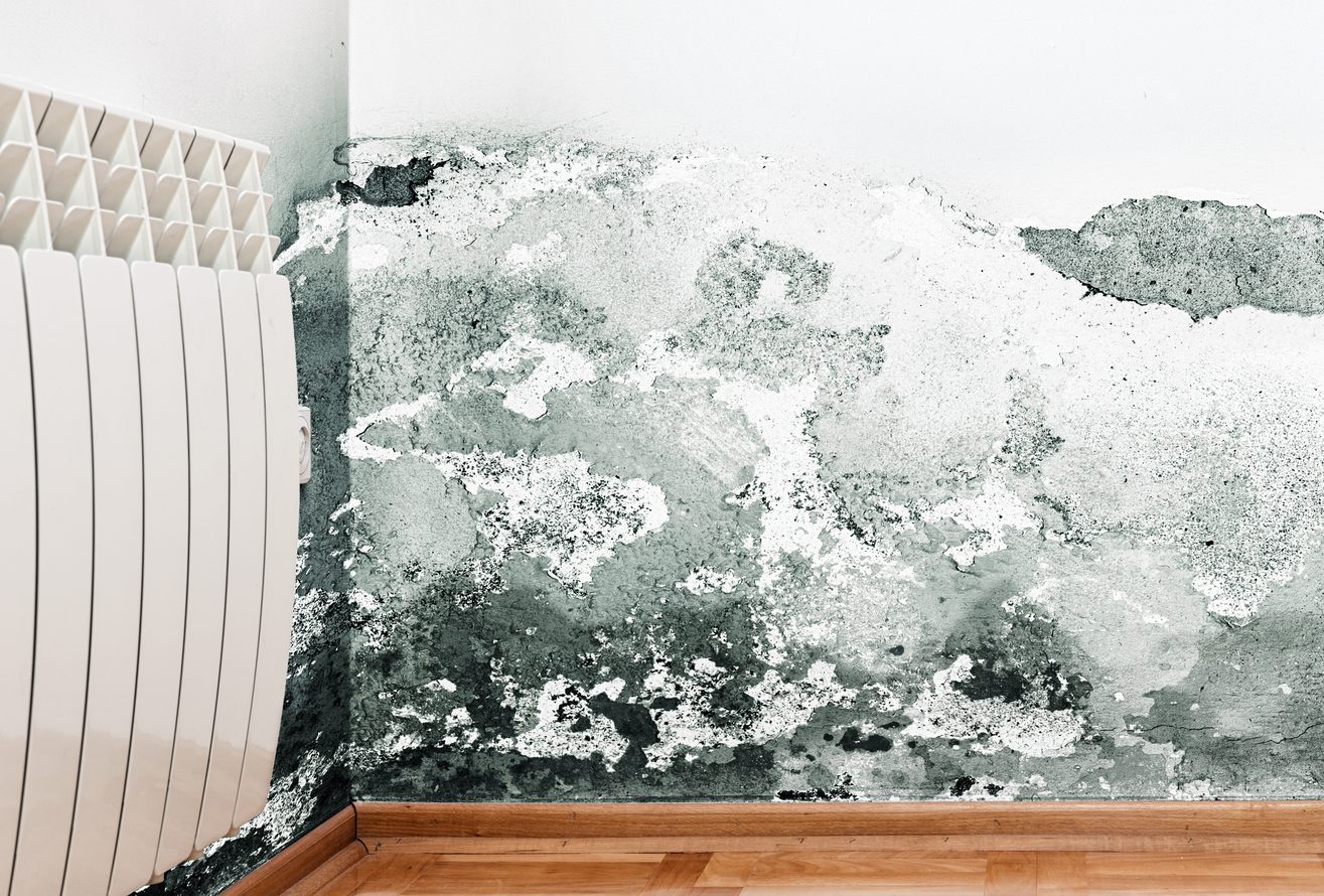 Mold Removal in Hot Springs, AR