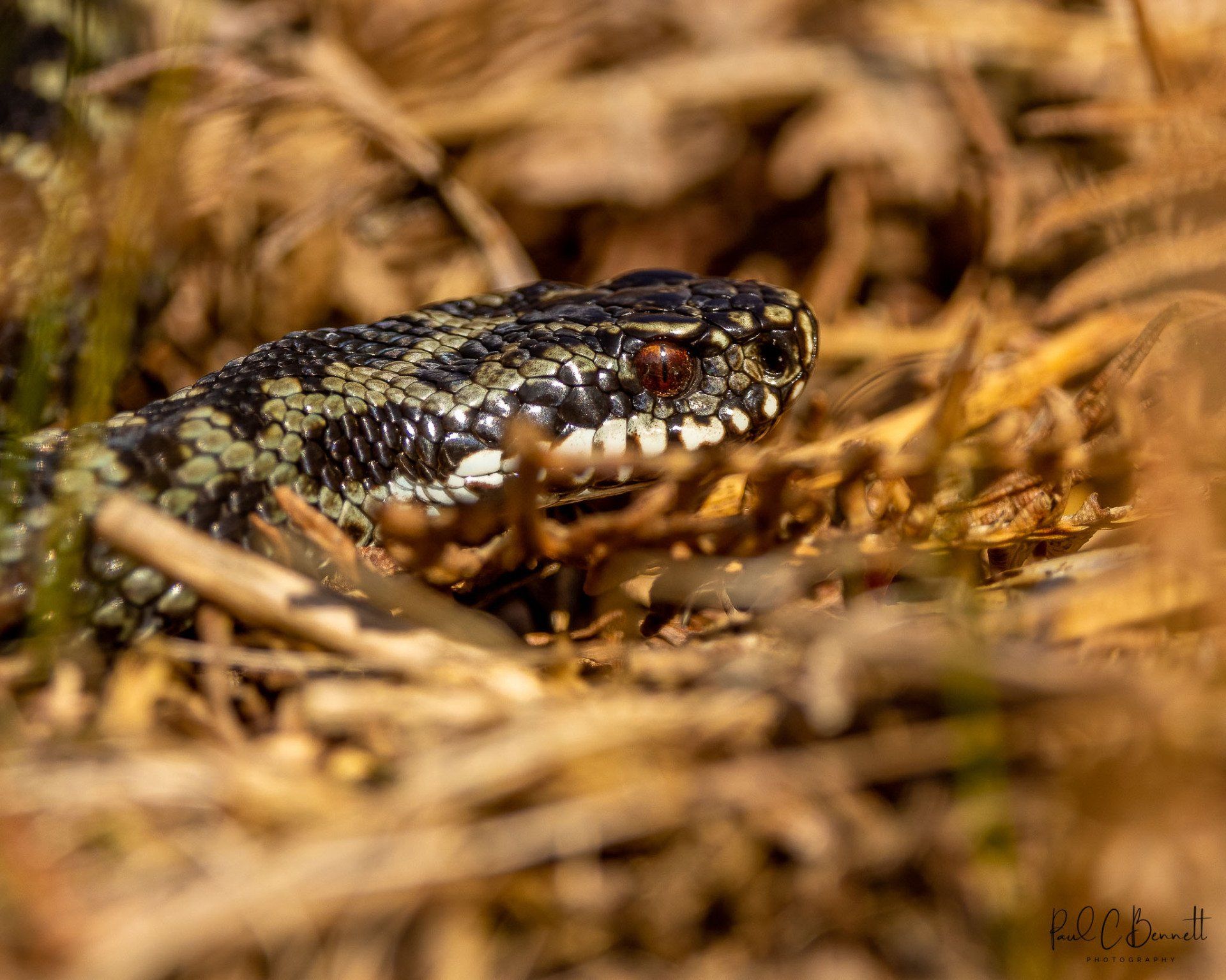 Adder, Snake, Reptiles, Adder by Paul C Bennett Photography, Adders in the Peak District.