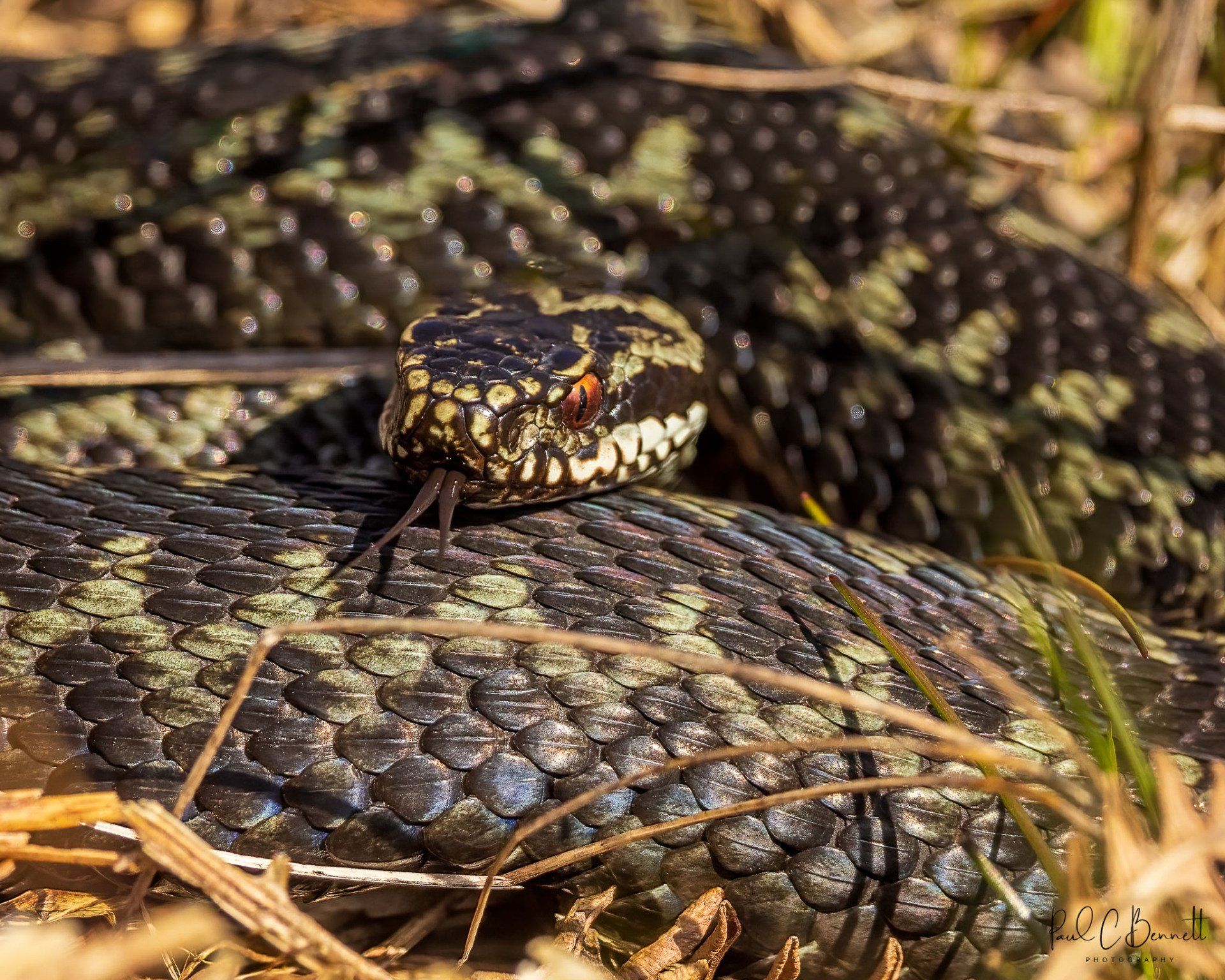 Adder, Snake, Reptiles, Adder by Paul C Bennett Photography, Adders in the Peak District.