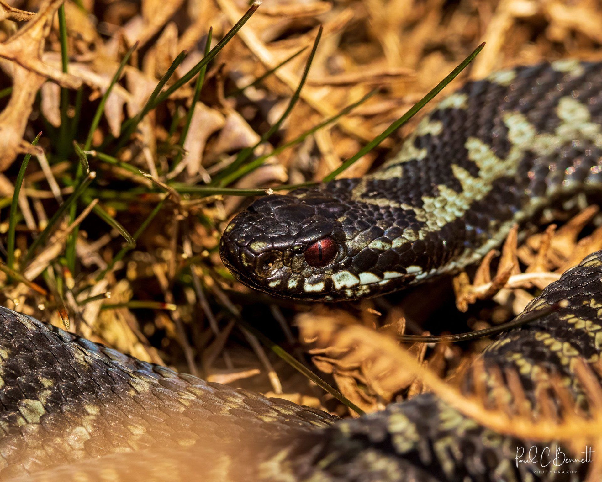 Adder, Snake, Reptiles, Adder by Paul C Bennett Photography, Adders in the Peak District.