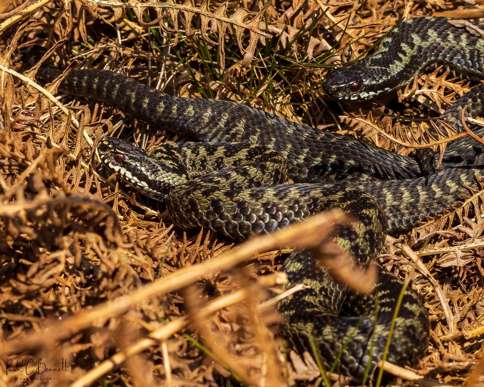 Adder, Snake, Reptiles, Adder by Paul C Bennett Photography, Adders in the Peak District.