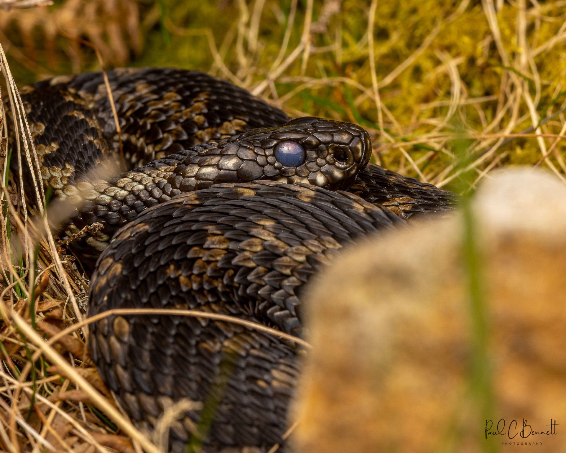 Adder, Snake, Reptiles, Adder by Paul C Bennett Photography, Adders in the Peak District.