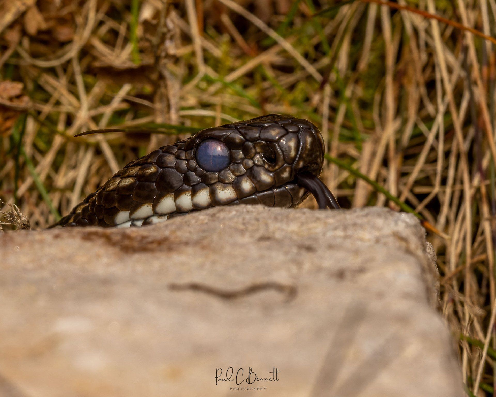 Adder, Snake, Reptiles, Adder by Paul C Bennett Photography, Adders in the Peak District.