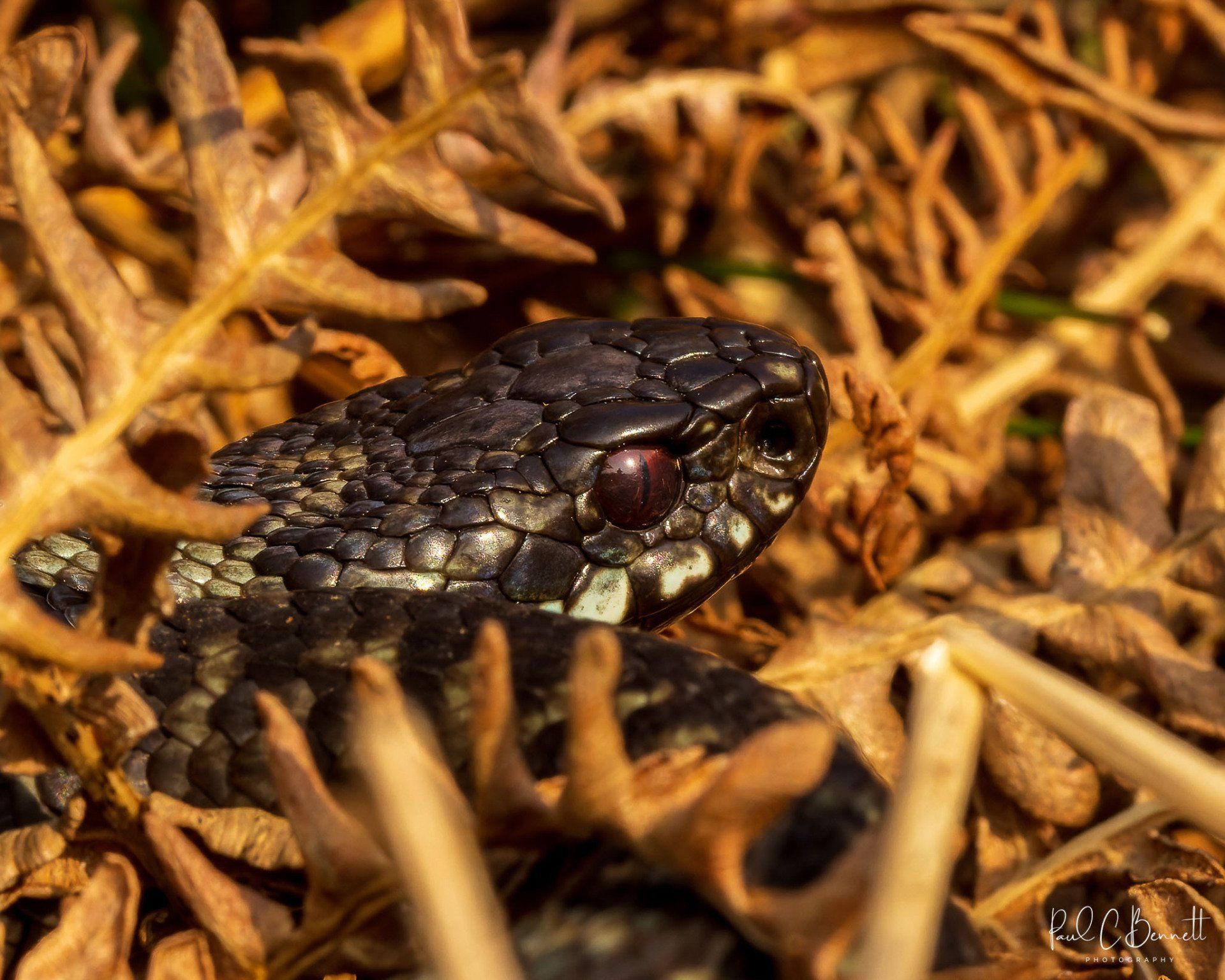 Adder, Snake, Reptiles, Adder by Paul C Bennett Photography, Adders in the Peak District.