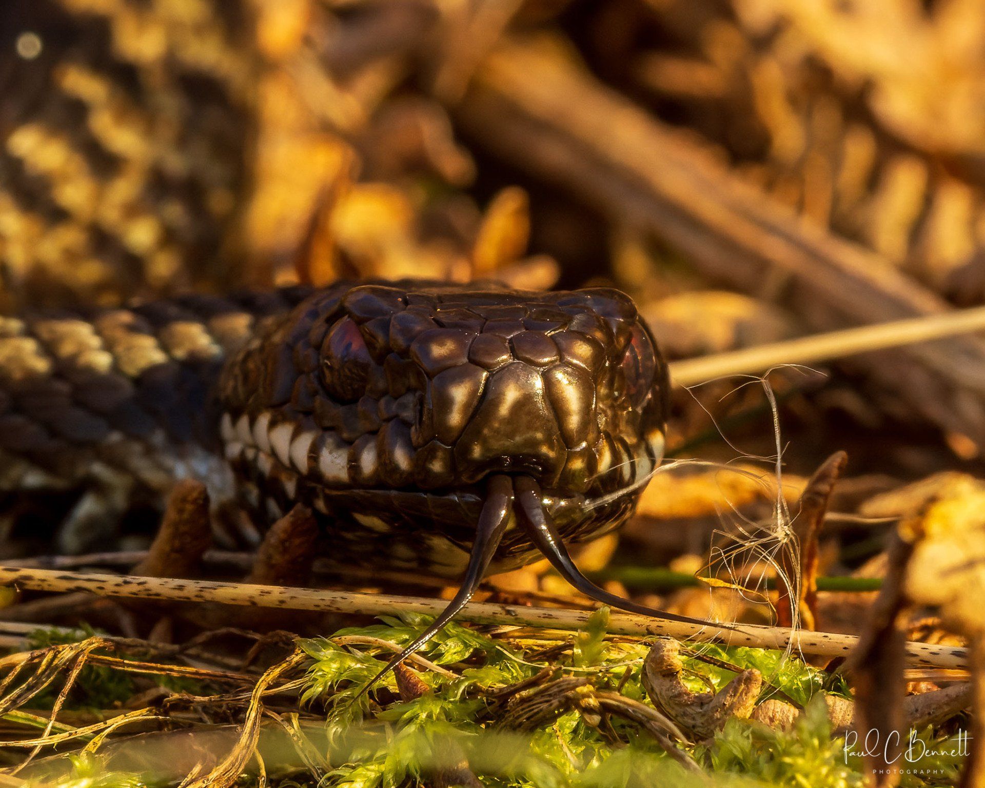 Adder, Snake, Reptiles, Adder by Paul C Bennett Photography, Adders in the Peak District.
