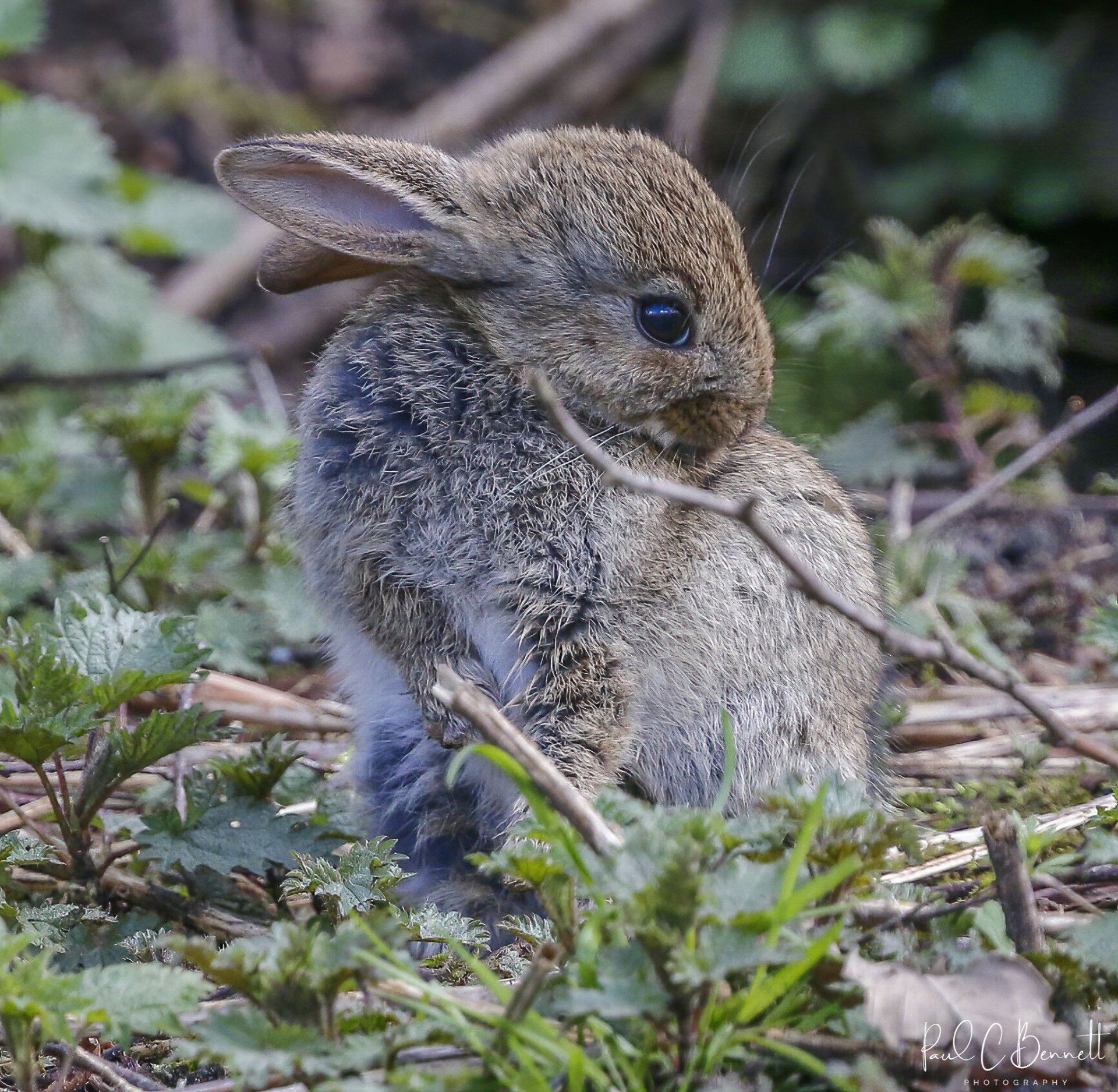 Wildlife Images by Paul C Bennett | Baby Rabbit